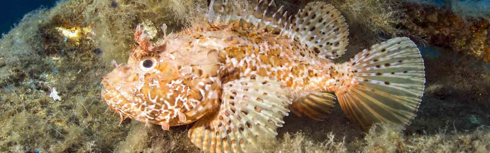 The Golden Scorpionfish